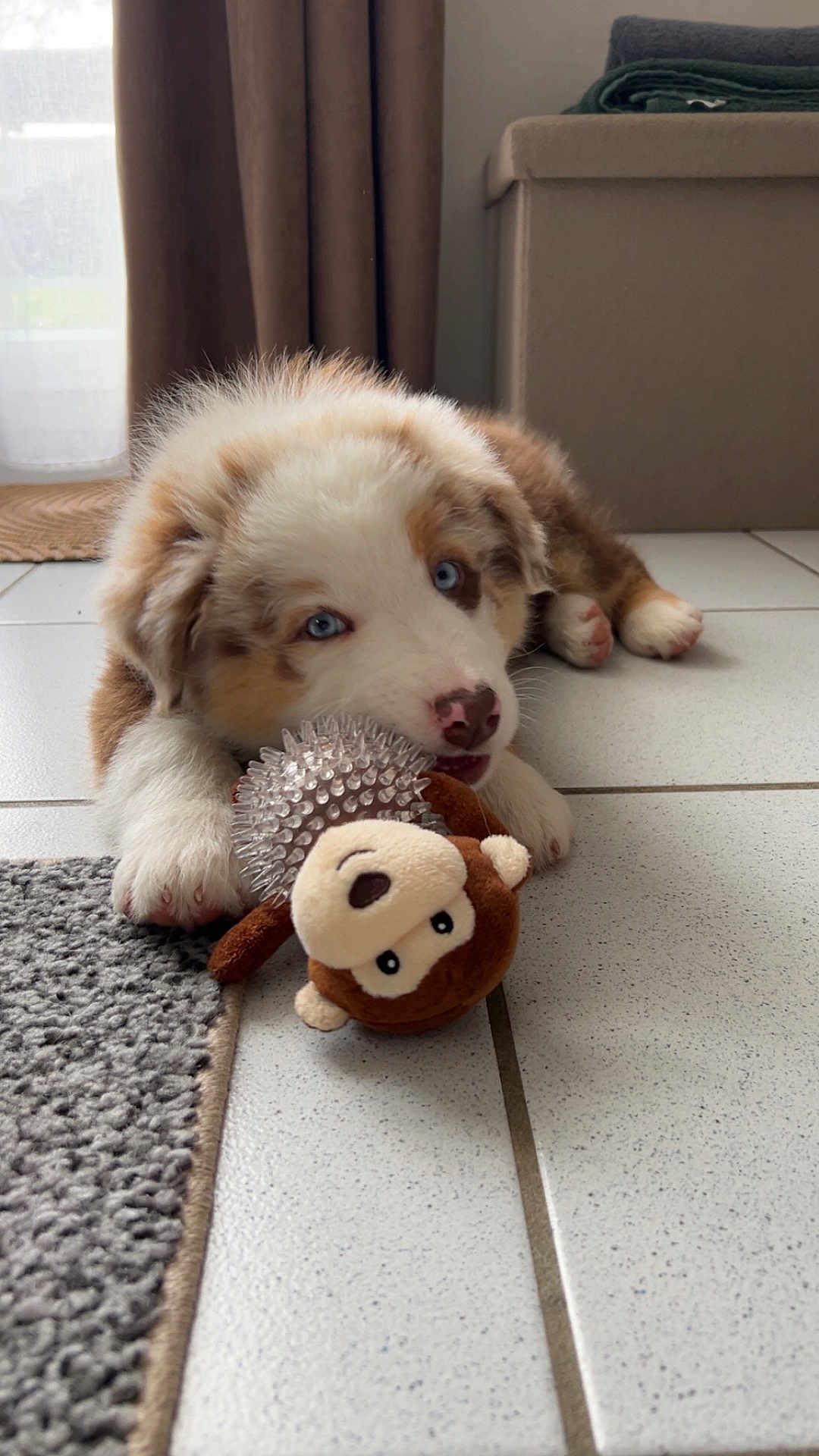 Aslan participe au concours pour gagner de l'argent avec cette photo : puppy, dog, toy, plush_toy, blue_eyes, floor, tile, carpet, indoor, pet, cute, animal, lying_down, home, curtains, blanket, furniture, nose, paw, young