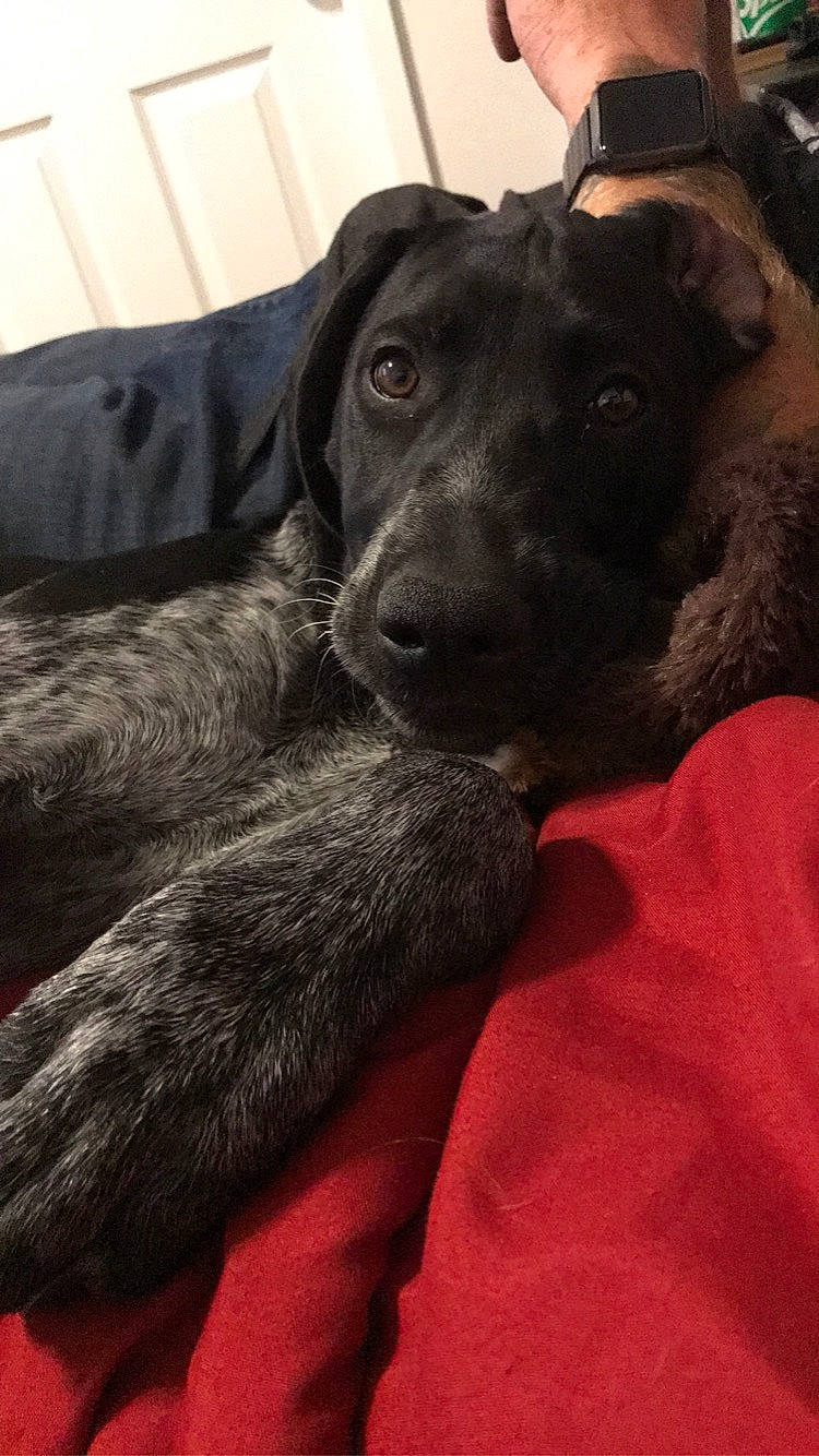 Paisley Mae joined the competition — help win amazing prizes! beagador, canidae, carnivore, dog, dog_breed, labrador_retriever, mammal, patterdale_terrier, plott_hound, puppy, snout, sporting_group, vertebrate