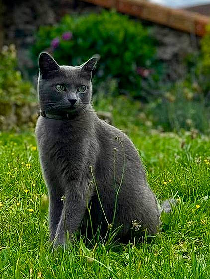 Moon participe au concours pour gagner de l'argent avec cette photo : carnivore, cat, domestic_short_haired_cat, eye, felidae, fur, grass, grassland, grey, groundcover, herbaceous_plant, plant, russian_blue, sitting, small_to_medium_sized_cats, snout, tail, terrestrial_animal, whiskers, wildlife