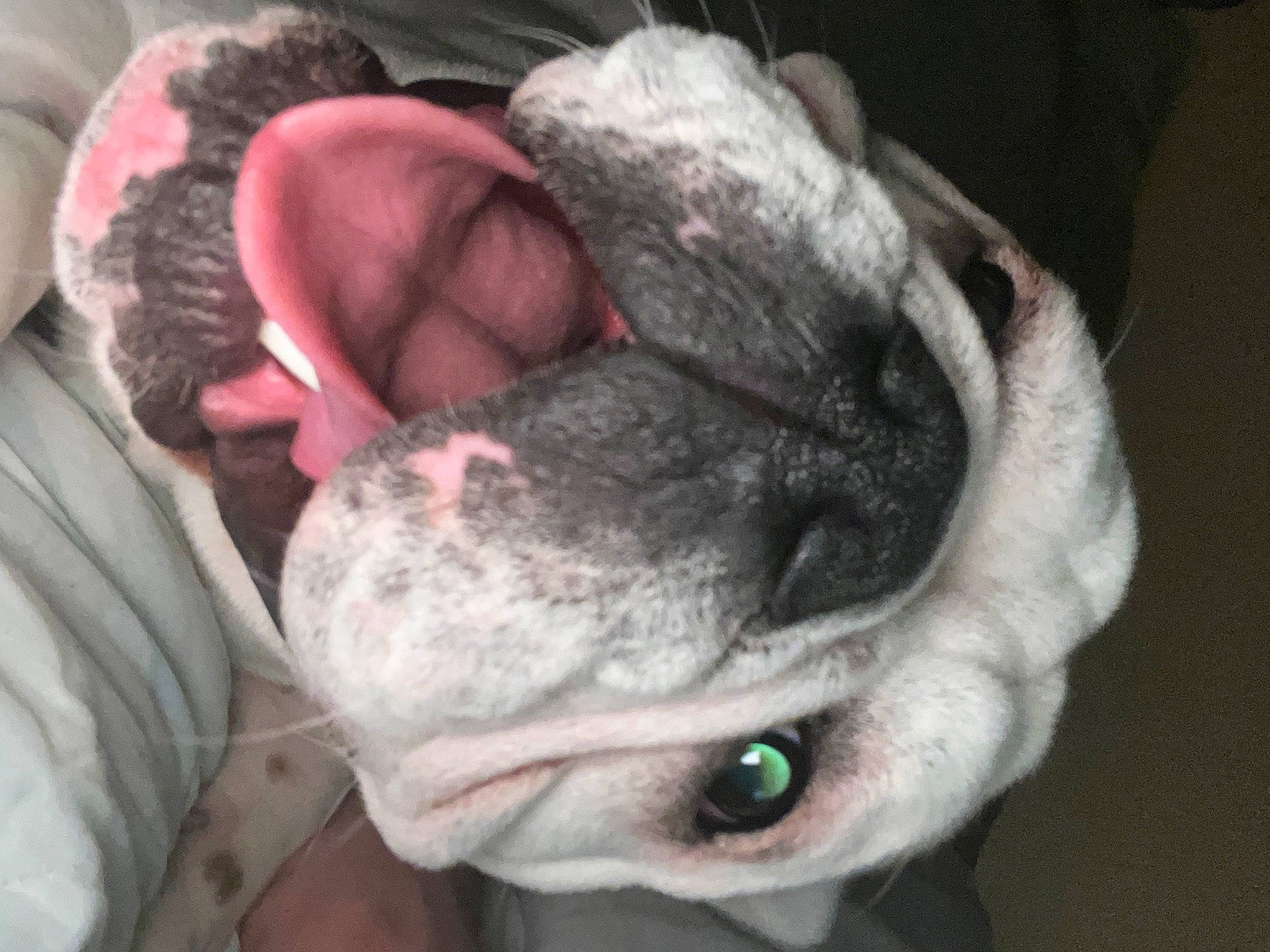 Dillie Pickles is registered to the contest to win money with this photo: canidae, carnivore, collar, comfort, companion_dog, dog, dog_breed, ear, fawn, felidae, fur, grey, guard_dog, input_device, non_sporting_group, sporting_group, weimaraner, whiskers, wrinkle