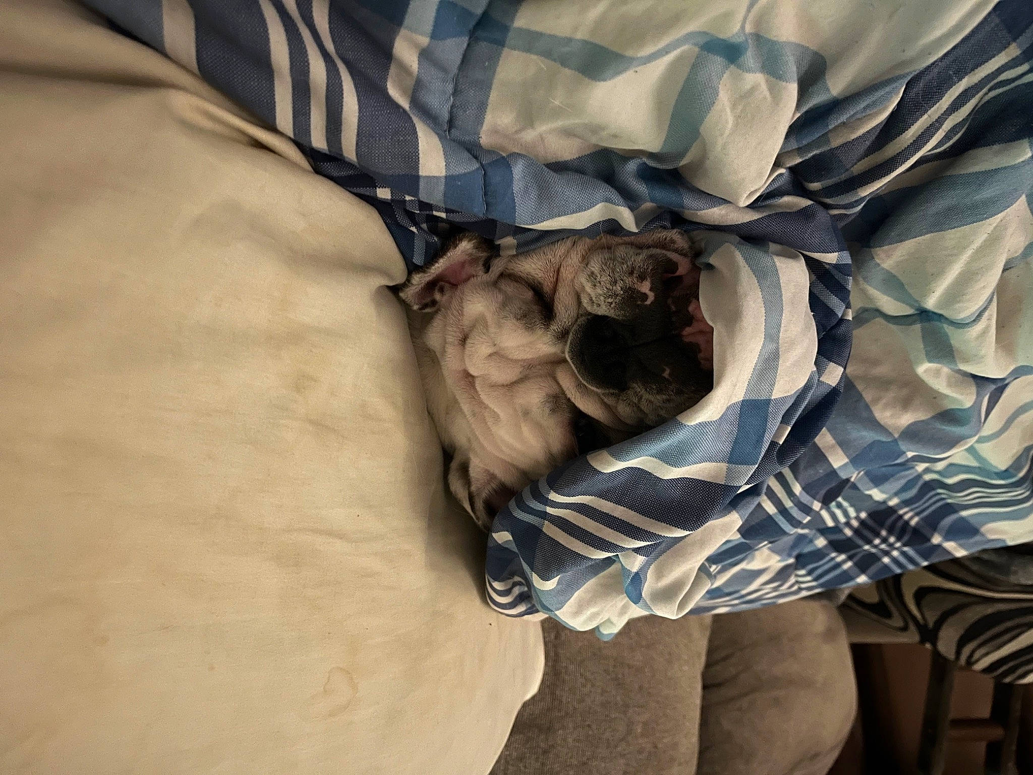 Dillie Pickles joined the competition — help win amazing prizes! bedding, canidae, carnivore, comfort, companion_dog, dog, dog_breed, fawn, felidae, fur, grey, human_leg, linens, room, sleeve, sporting_group, textile, tints_and_shades, toy_dog, wrinkle