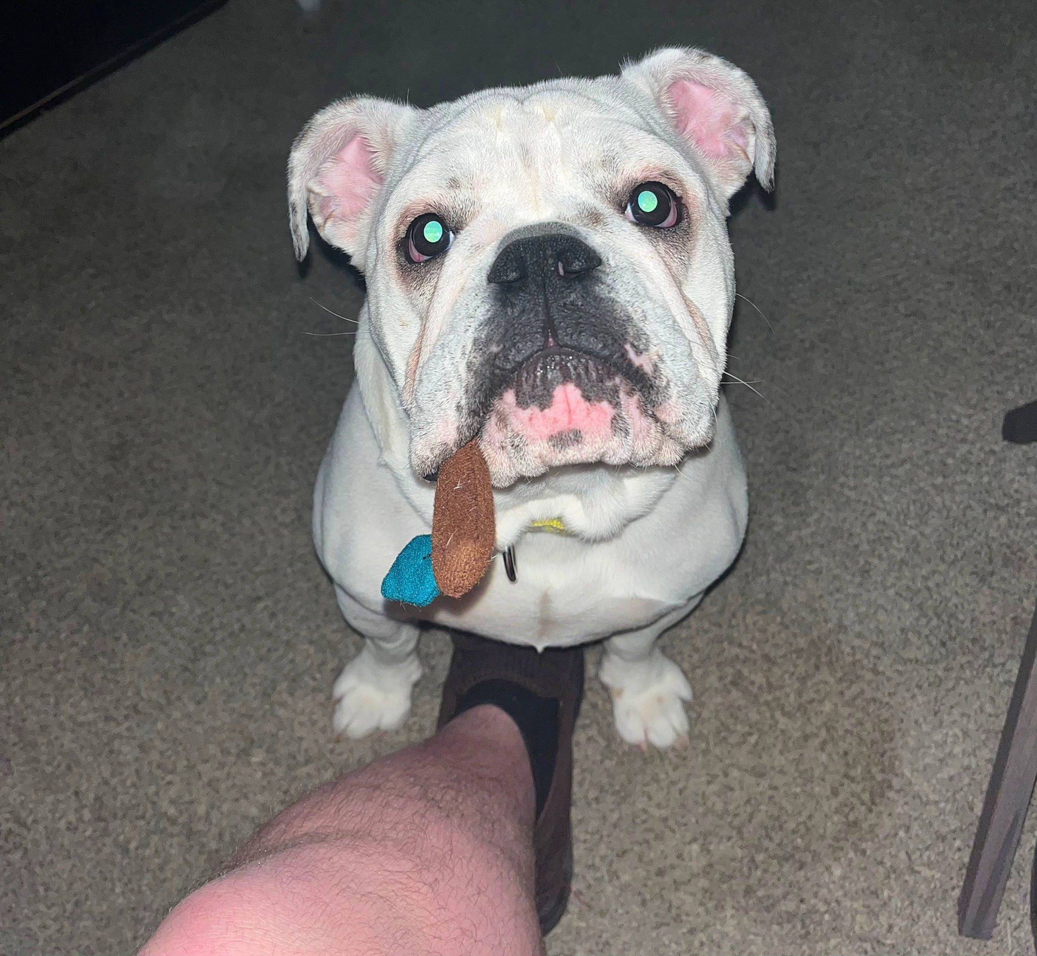Dillie Pickles joined the competition — help win amazing prizes! bulldog, carnivore, collar, companion_dog, dog, dog_breed, dog_collar, fawn, flooring, molosser, non_sporting_group, terrestrial_animal, working_animal, working_dog, wrinkle