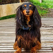 Samba a rejoint le concours — aidez-le/la à gagner de superbes lots ! animal, black, brown, calm, canine, close_up, collar, dachshund, daylight, dog, fur, grass, long_hair, nature, outdoor, pet, portrait, sitting, tree, wooden_deck