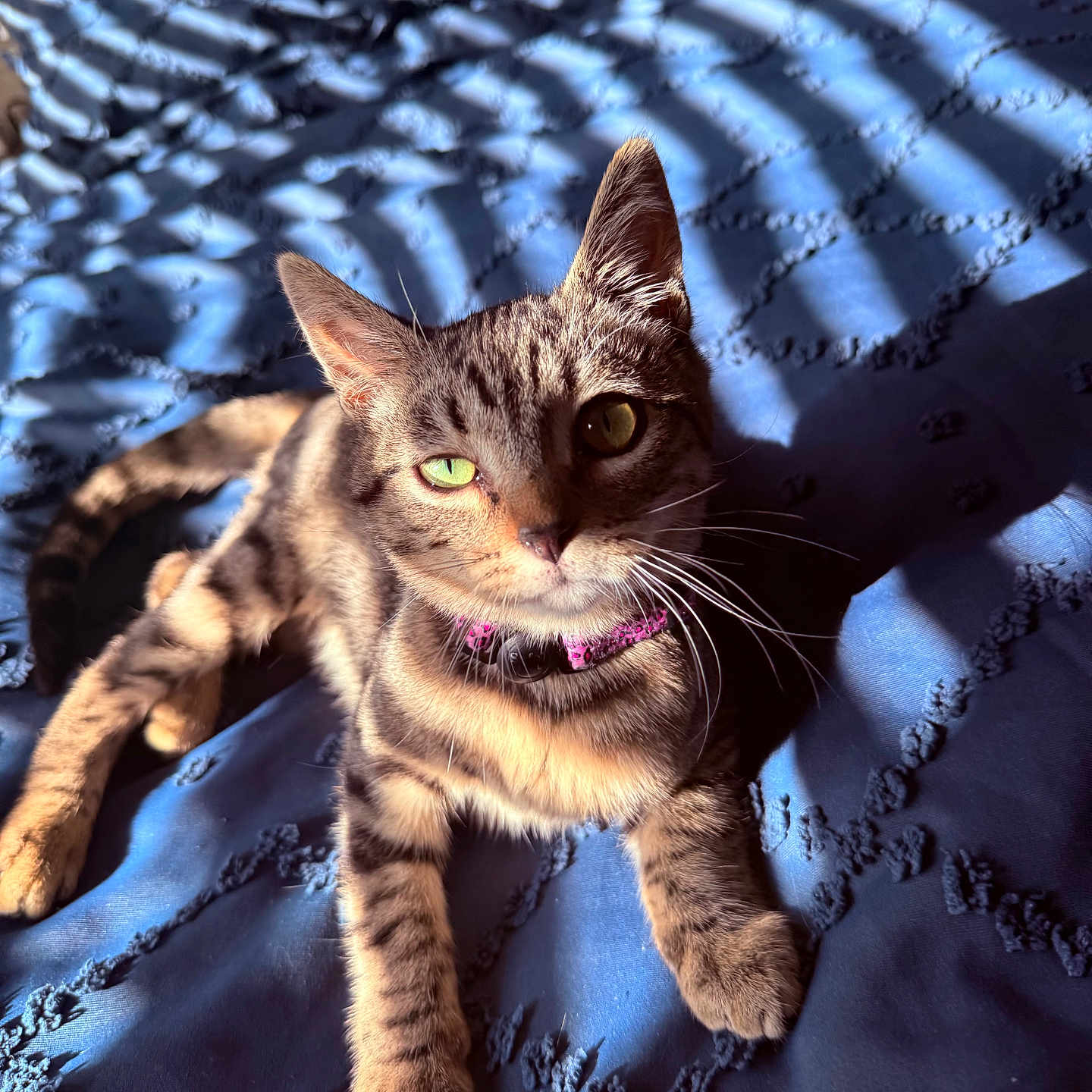 Nova is registered to the contest to win money with this photo: cat, tabby, pet, animal, indoor, sunlight, shadow, blue_blanket, texture, whiskers, ears, collar, green_eyes, relaxed, feline, striped, cute, closeup, resting, bed