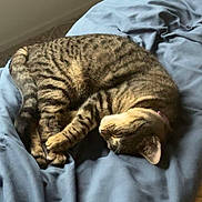 Nova joined the competition — help win amazing prizes! cat, tabby, sleeping, bed, blanket, indoor, pet, cozy, fur, striped, resting, cute, animal, domestic_cat, relaxation, soft, comfort, peaceful, napping, feline