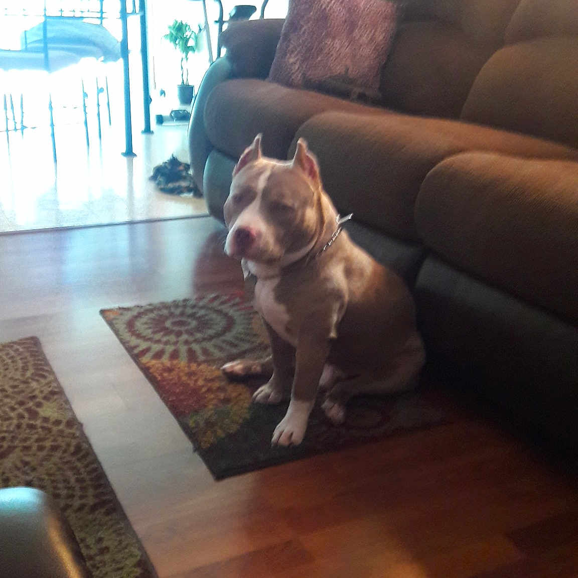 Jax is registered to the contest to win money with this photo: canidae, carnivore, companion_dog, couch, dog, dog_breed, fawn, floor, flooring, french_bulldog, furniture, hardwood, home, laminate_flooring, living_room, non_sporting_group, pembroke_welsh_corgi, room, wood, wood_flooring