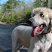 Celine is registered to the contest to win money with this photo: dog, animal, outdoor, river, water, nature, trees, forest, pet, canine, tongue_out, summer, sunlight, happy, leash, collar, fur, groomed, landscape, scenic