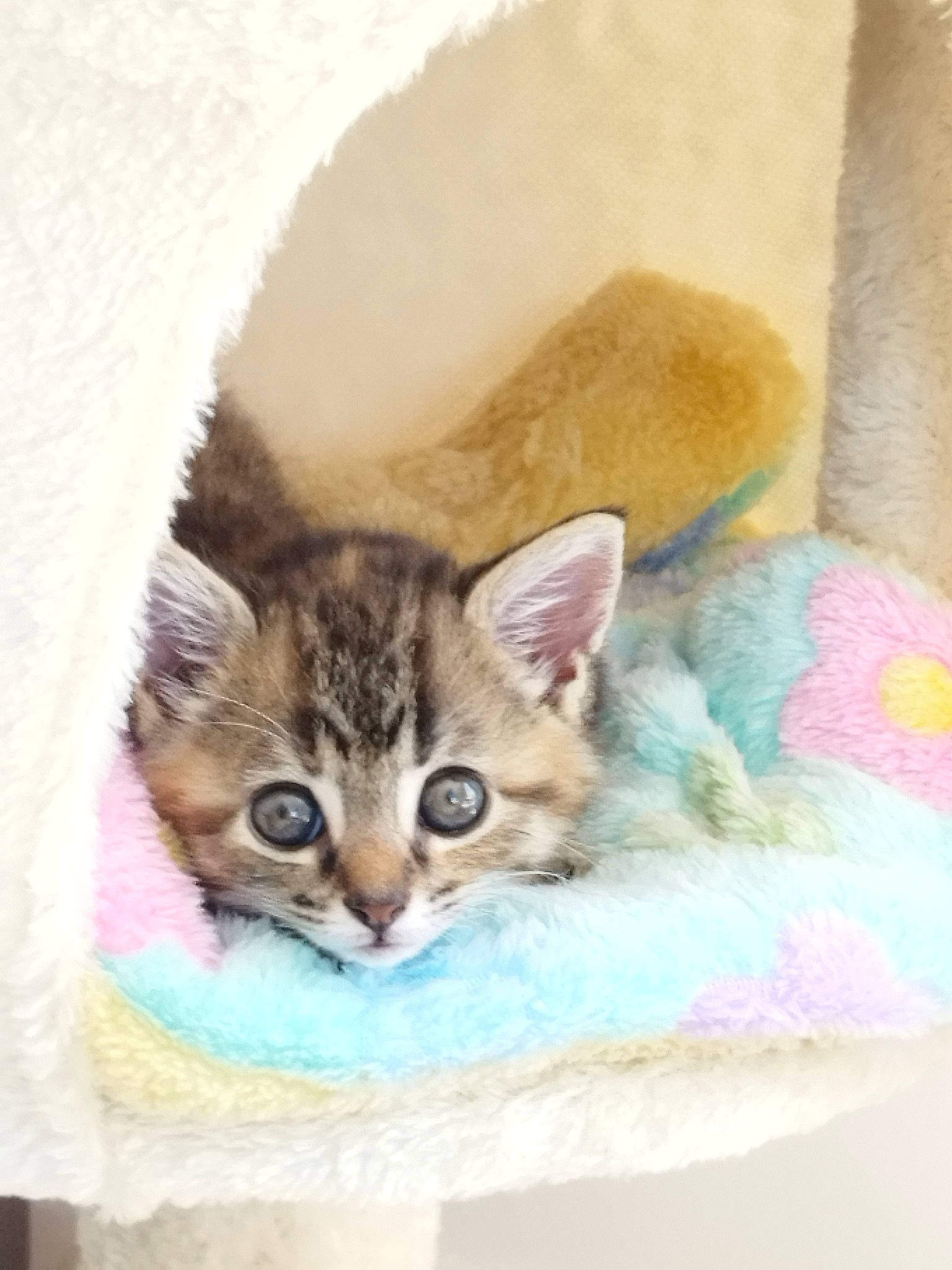 Vodka a rejoint le concours — aidez-le/la à gagner de superbes lots ! art, carnivore, cat, comfort, couch, domestic_short_haired_cat, fawn, felidae, fur, linens, paw, photo_caption, room, small_to_medium_sized_cats, tail, whiskers, window