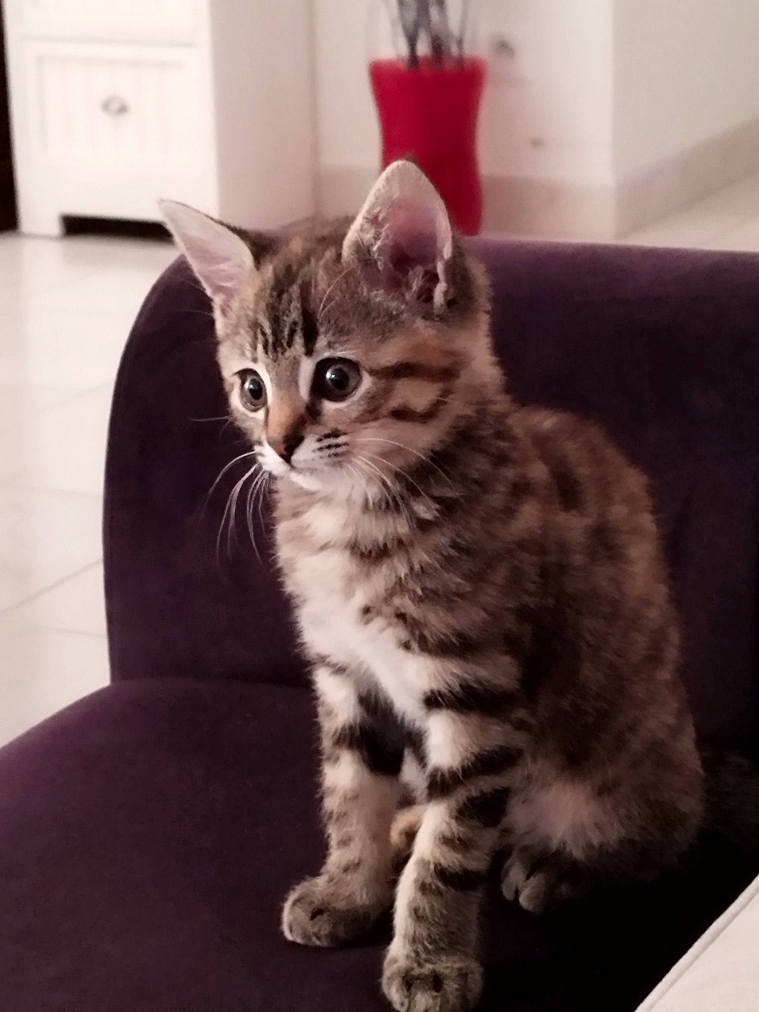 Vodka a rejoint le concours — aidez-le/la à gagner de superbes lots ! carnivore, cat, comfort, couch, domestic_short_haired_cat, door, felidae, flooring, flowerpot, fur, houseplant, metal, paw, plant, sitting, small_to_medium_sized_cats, snout, tail, whiskers, window