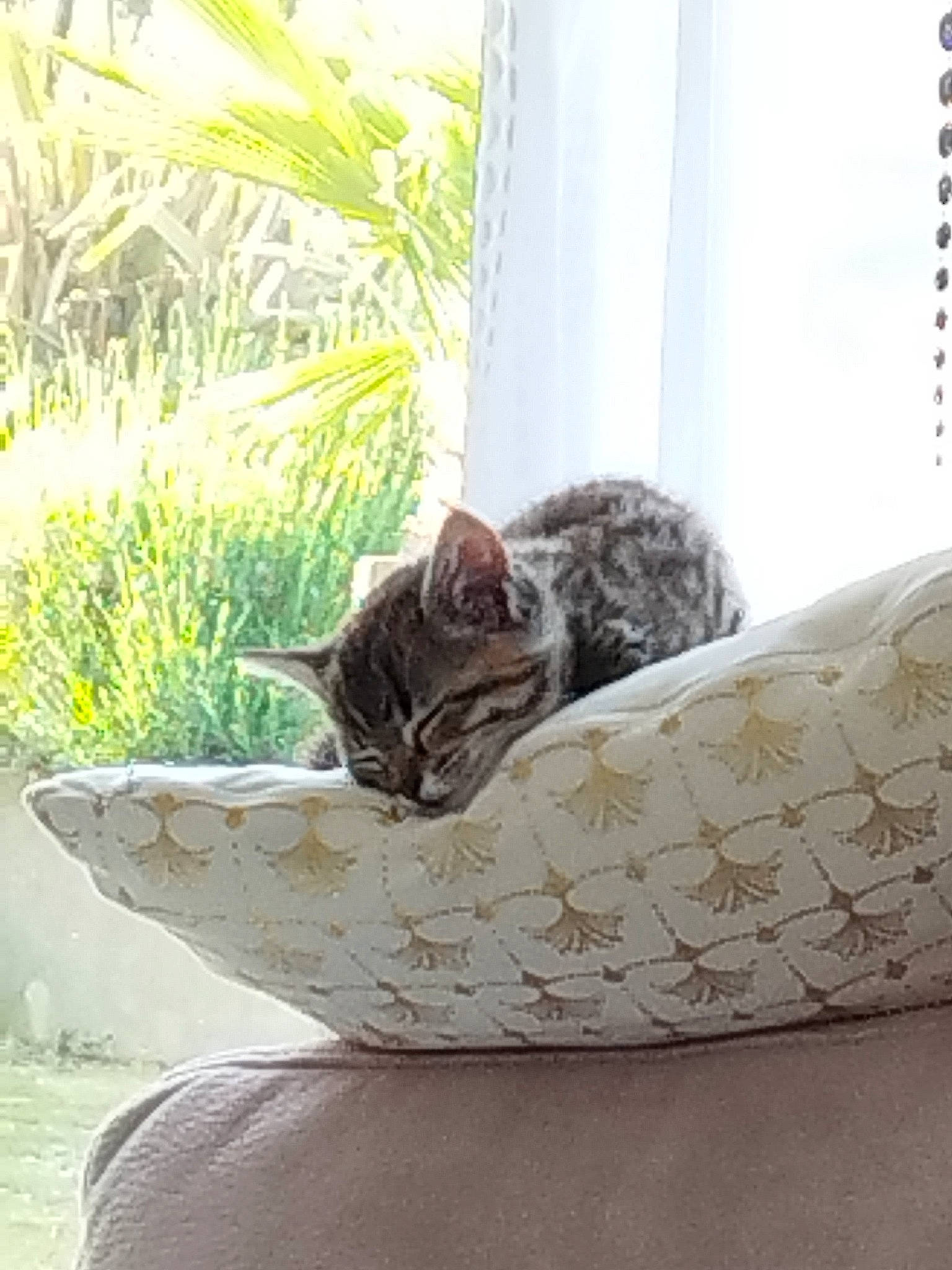 Vodka participe au concours pour gagner de l'argent avec cette photo : carnivore, cat, cat_supply, comfort, domestic_short_haired_cat, felidae, flooring, flowerpot, grass, grey, house, houseplant, plant, sitting, small_to_medium_sized_cats, tail, tree, whiskers, window, wood