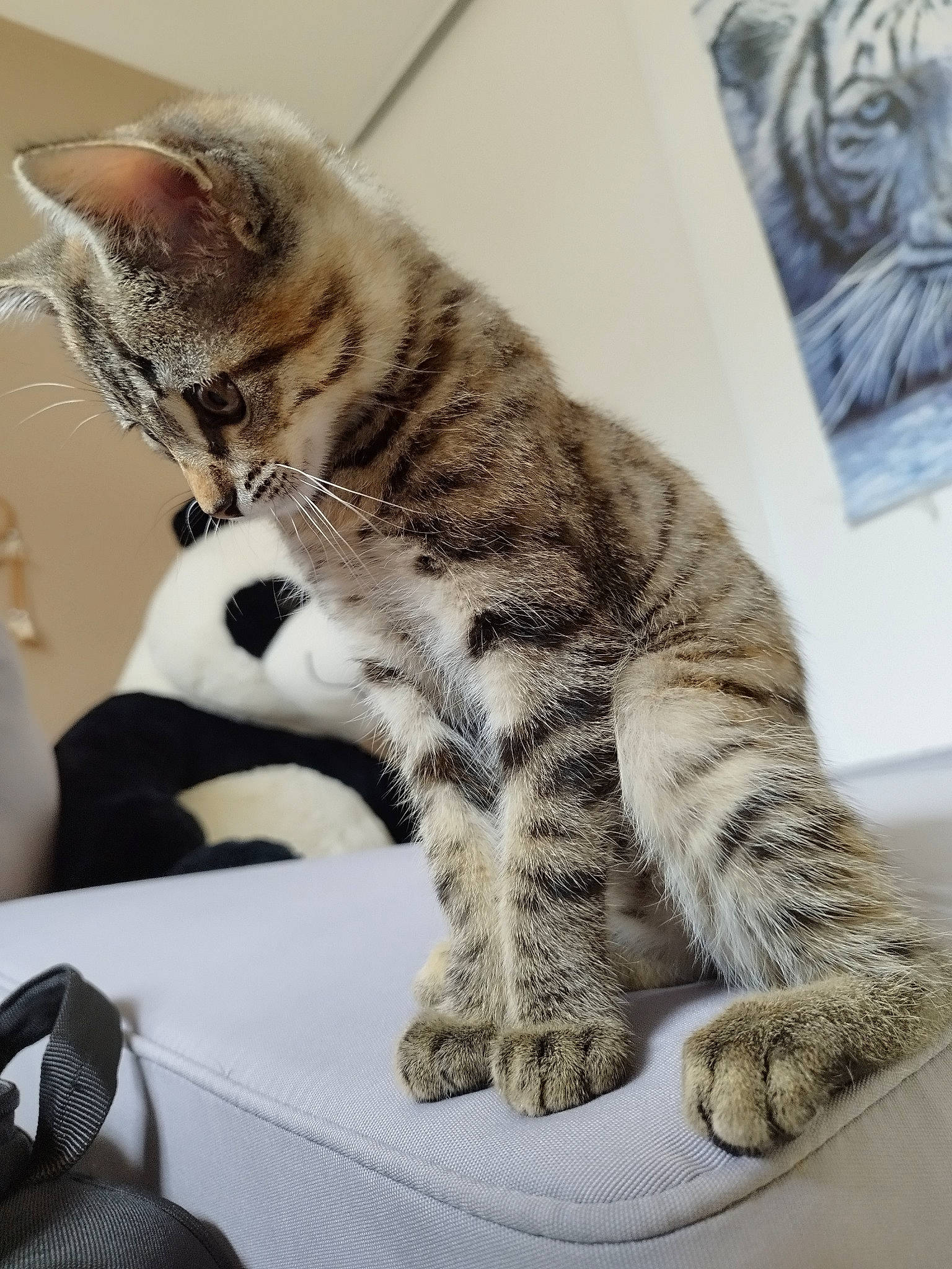 Vodka a rejoint le concours — aidez-le/la à gagner de superbes lots ! carnivore, cat, claw, comfort, domestic_short_haired_cat, felidae, fur, grey, paw, sitting, small_to_medium_sized_cats, terrestrial_animal, whiskers, wrinkle