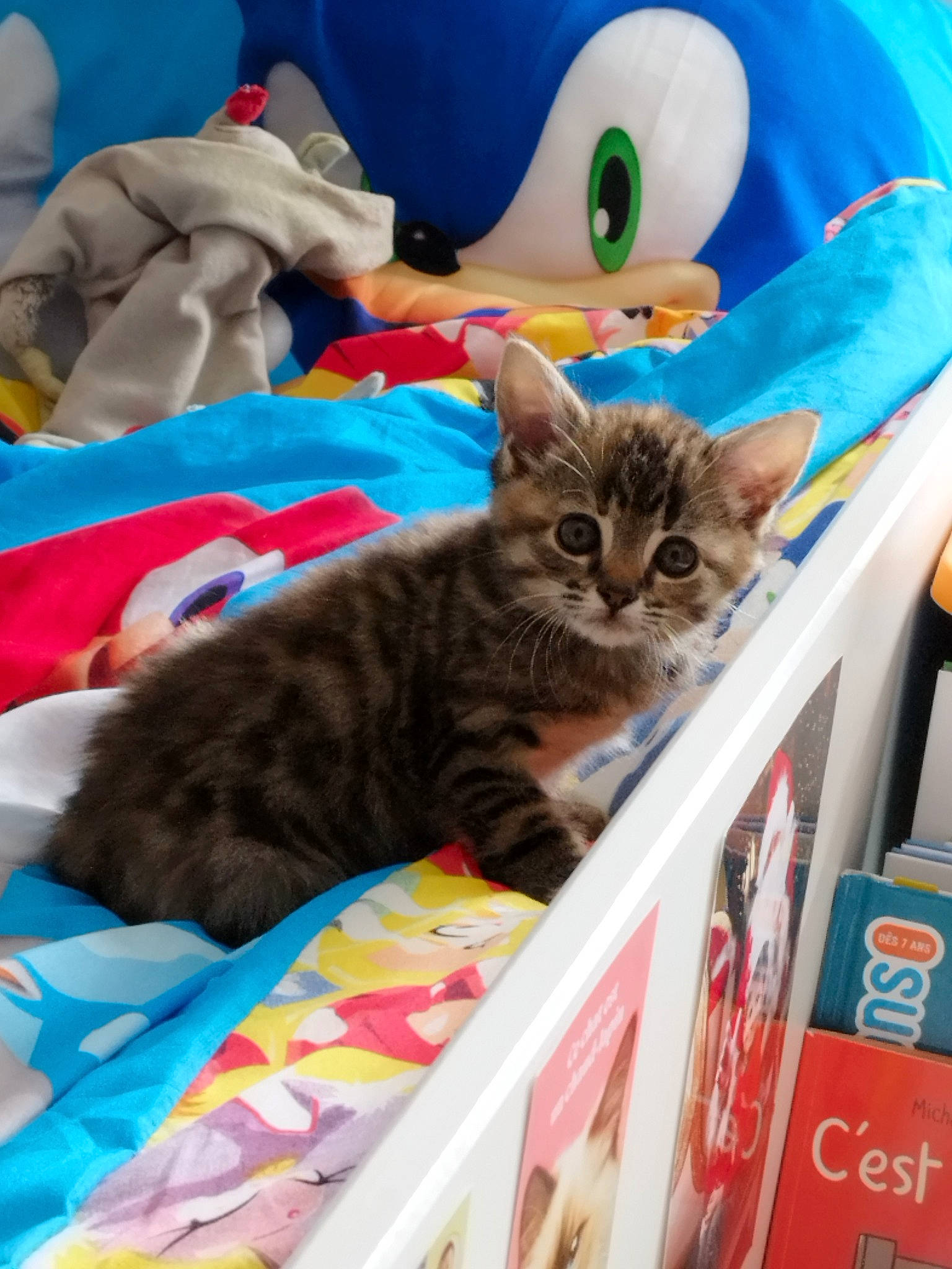 Vodka a rejoint le concours — aidez-le/la à gagner de superbes lots ! box, cardboard, carnivore, cat, child, convenience_store, domestic_short_haired_cat, electric_blue, felidae, fur, linens, mammal, packaging_and_labeling, retail, small_to_medium_sized_cats, tail, toy, vertebrate, whiskers