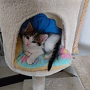 Whisky a rejoint le concours — aidez-le/la à gagner de superbes lots ! abyssinian, animal, armchair, bed, blanket, cat, chair, couch, cradle, cushion, den, furniture, homedecor, indoors, kitten, manx, person, pet, siamese, sleeping