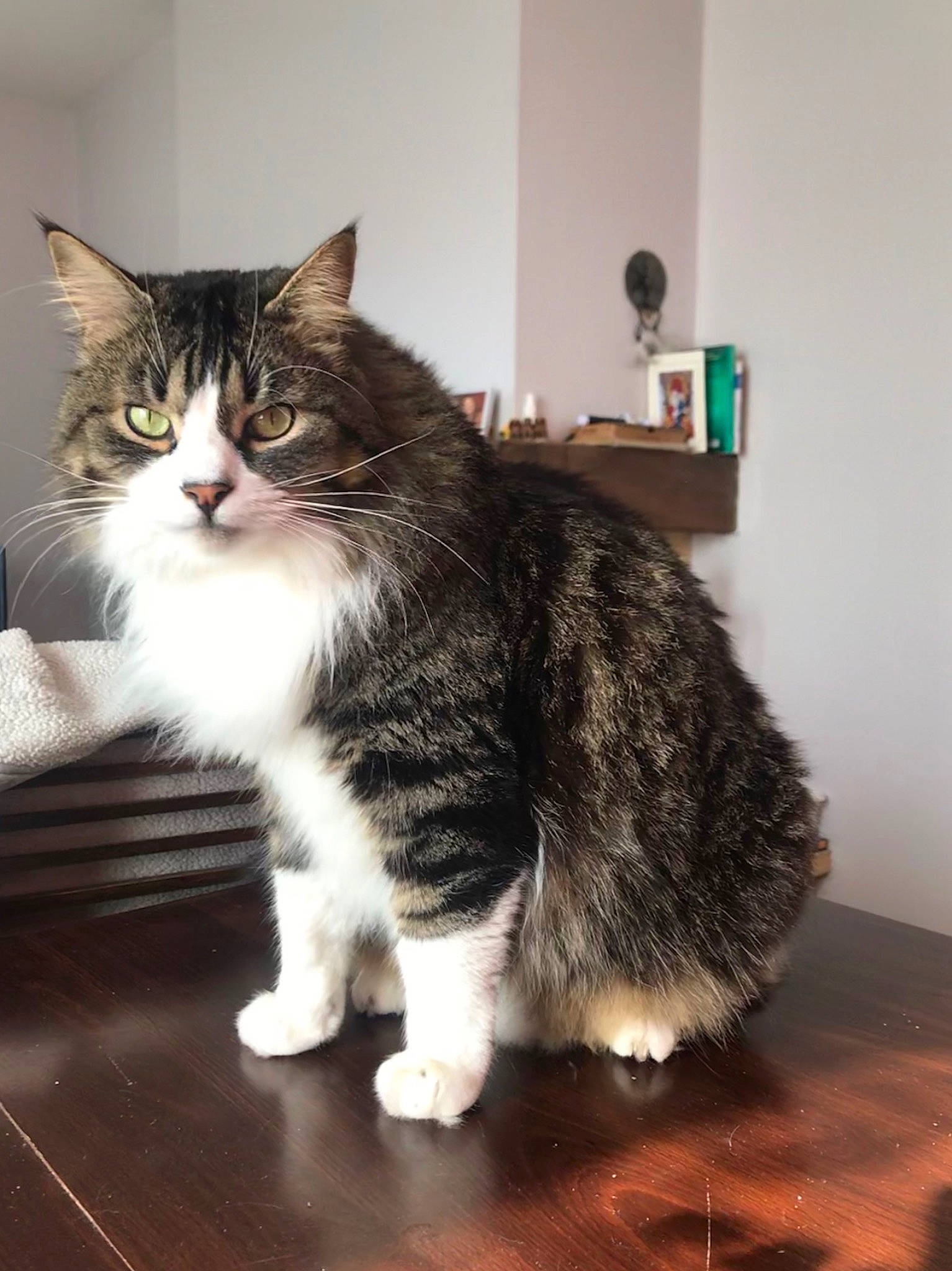 Melio participe au concours pour gagner de l'argent avec cette photo : aegean_cat, american_wirehair, british_semi_longhair, carnivore, cat, cymric, domestic_long_haired_cat, domestic_short_haired_cat, european_shorthair, felidae, fur, kurilian_bobtail, mammal, norwegian_forest_cat, polydactyl_cat, small_to_medium_sized_cats, snout, tail, vertebrate, whiskers