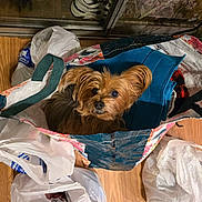 Cookie is registered to the contest to win money with this photo: brown_fur, colorful, companion, container, cozy, curious, cute, dog, domestic, flooring, household, indoor, long_hair, looking_up, pet, plastic_bag, reusable_bag, shopping_bag, small_dog, wooden_floor