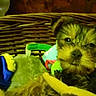 puppy, dog, basket, plush_toys, toy, animal, pet, cute, small_dog, furry, face, looking, colorful, cozy, indoors, resting, brown, black, fur, sleepy