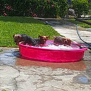 Cookie is registered to the contest to win money with this photo: dog, pool, water, backyard, grass, sunny, outdoor, pet, small_dog, pink_pool, bubbles, relaxing, concrete, garden_hose, metal_chair, summer, animal, canine, daytime, fence