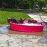 dog, pool, water, backyard, grass, sunny, outdoor, pet, small_dog, pink_pool, bubbles, relaxing, concrete, garden_hose, metal_chair, summer, animal, canine, daytime, fence