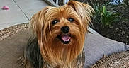 Cookie is registered to the contest to win money with this photo: animal, companion, cushion, cute, dog, face, fur, garden, happy, leisure, outdoor, pavement, pet, plant, relaxed, small_dog, smiling, texture, tongue, yorkshire_terrier