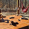 Cookie joined the competition — help win amazing prizes! animal, chair, daylight, deck, decor, dog, fence, forest, hammock, nature, outdoor, pet, relaxing, resting, small_dog, sunlight, sunny, table, wood, wooden_floor