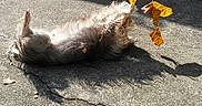 George a rejoint le concours — aidez-le/la à gagner de superbes lots ! dog, rolling, concrete, shadow, sunlight, leaves, autumn, fur, playful, outdoor, pavement, crack, pet, canine, grass, nature, daylight, TikTok, watermark, joyful