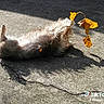 dog, rolling, concrete, shadow, sunlight, leaves, autumn, fur, playful, outdoor, pavement, crack, pet, canine, grass, nature, daylight, TikTok, watermark, joyful