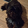 Winston is registered to the contest to win money with this photo: dog, brown_dog, fluffy_dog, wooden_floor, vent, indoor, pet, fur, relaxed, shadow, lying_down, animal, cute, companion, domestic_animal, canine, fur_texture, flooring, household, resting
