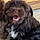 Winston