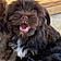 Winston