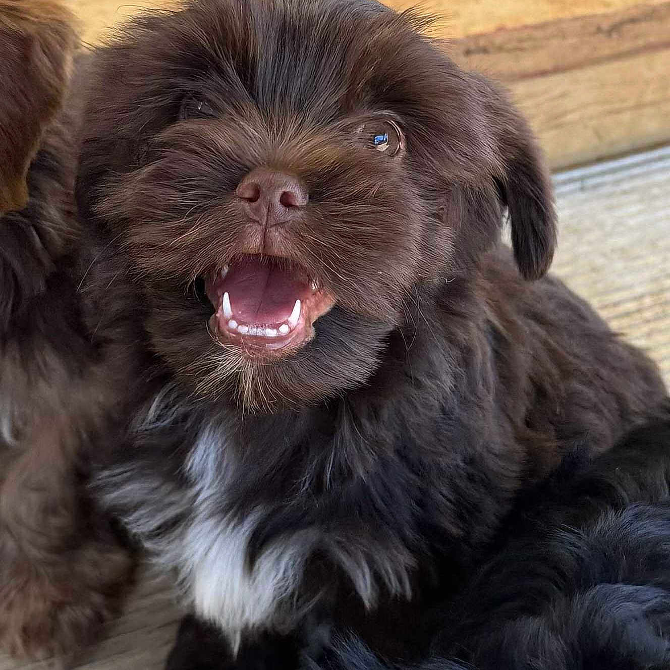 Winston
