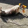 George joined the competition — help win amazing prizes! dog, animal, outdoor, sunlight, concrete, leaf, yellow_leaf, shadow, relaxed, fur, pet, playful, nature, fall, autumn, texture, ground, daylight, small_dog, lying_down