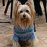 George joined the competition — help win amazing prizes! dog, small_dog, long_hair, sweater, blue_sweater, indoor, floor, tile_floor, animal, pet, cute, sitting, ears, fur, leash, furniture, chair, table, domestic_animal, companion