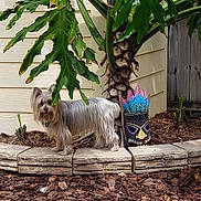 George joined the competition — help win amazing prizes! dog, small_dog, garden, plant, leaves, tiki_mask, planter, stone_border, wooden_fence, house_siding, mulch, outdoor, pet, fur, animal, greenery, colorful, yard, shrub, nature