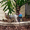 dog, small_dog, garden, plant, leaves, tiki_mask, planter, stone_border, wooden_fence, house_siding, mulch, outdoor, pet, fur, animal, greenery, colorful, yard, shrub, nature