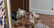 George is registered to the contest to win money with this photo: dog, indoor, floor, wood_floor, door, wall, small_dog, toy, figurine, curiosity, pet, animal, fur, closeup, nose_to_nose, home, child, head, interaction, cute