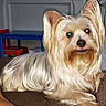dog, small_dog, indoor, couch, brown_couch, long_hair, silky_fur, pet, animal, looking_at_camera, ears_up, furniture, childs_table, childs_chair, blue_table, red_chair, living_room, domestic_animal, cute, companion