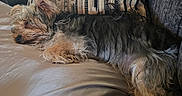 Willow joined the competition — help win amazing prizes! dog, sleeping, couch, pillow, indoor, cozy, fur, relaxed, pet, resting, animal, home, comfort, canine, furniture, cute, napping, fluffy, domestic, companion