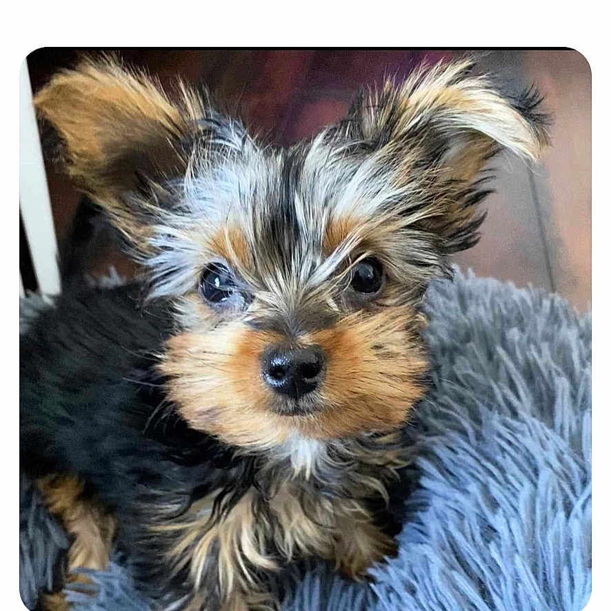Willow