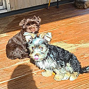 Willow is registered to the contest to win money with this photo: puppy, dog, wooden_deck, sunlight, tongue_out, playful, brown_dog, black_and_white_dog, pet, animal, outdoor, cute, fur, sitting, relaxing, shadow, daylight, domestic_animal, companion, young_dog