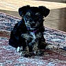 Willow is registered to the contest to win money with this photo: puppy, dog, indoor, rug, small_dog, pet, cute, fur, collar, sitting, animal, floor, curious, young_dog, domestic, companion, portrait, furry, adorable, house