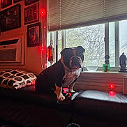 Susie joined the competition — help win amazing prizes! bulldog, dog, pet, couch, window, pillows, indoor, portrait, framed_pictures, air_conditioner, red_lights, lantern, glass_vase, plants, decor, home, furniture, animal, daylight, cozy