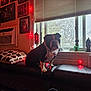 bulldog, dog, pet, couch, window, pillows, indoor, portrait, framed_pictures, air_conditioner, red_lights, lantern, glass_vase, plants, decor, home, furniture, animal, daylight, cozy