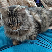 Piper joined the competition — help win amazing prizes! cat, tabby_cat, fluffy_fur, pet, indoor, blue_clothing, striped_fabric, remote_control, bed, blanket, fur, whiskers, animal, mammal, domestic_cat, resting, close_up, cute, feline, comfortable