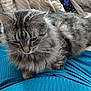cat, tabby_cat, fluffy_fur, pet, indoor, blue_clothing, striped_fabric, remote_control, bed, blanket, fur, whiskers, animal, mammal, domestic_cat, resting, close_up, cute, feline, comfortable