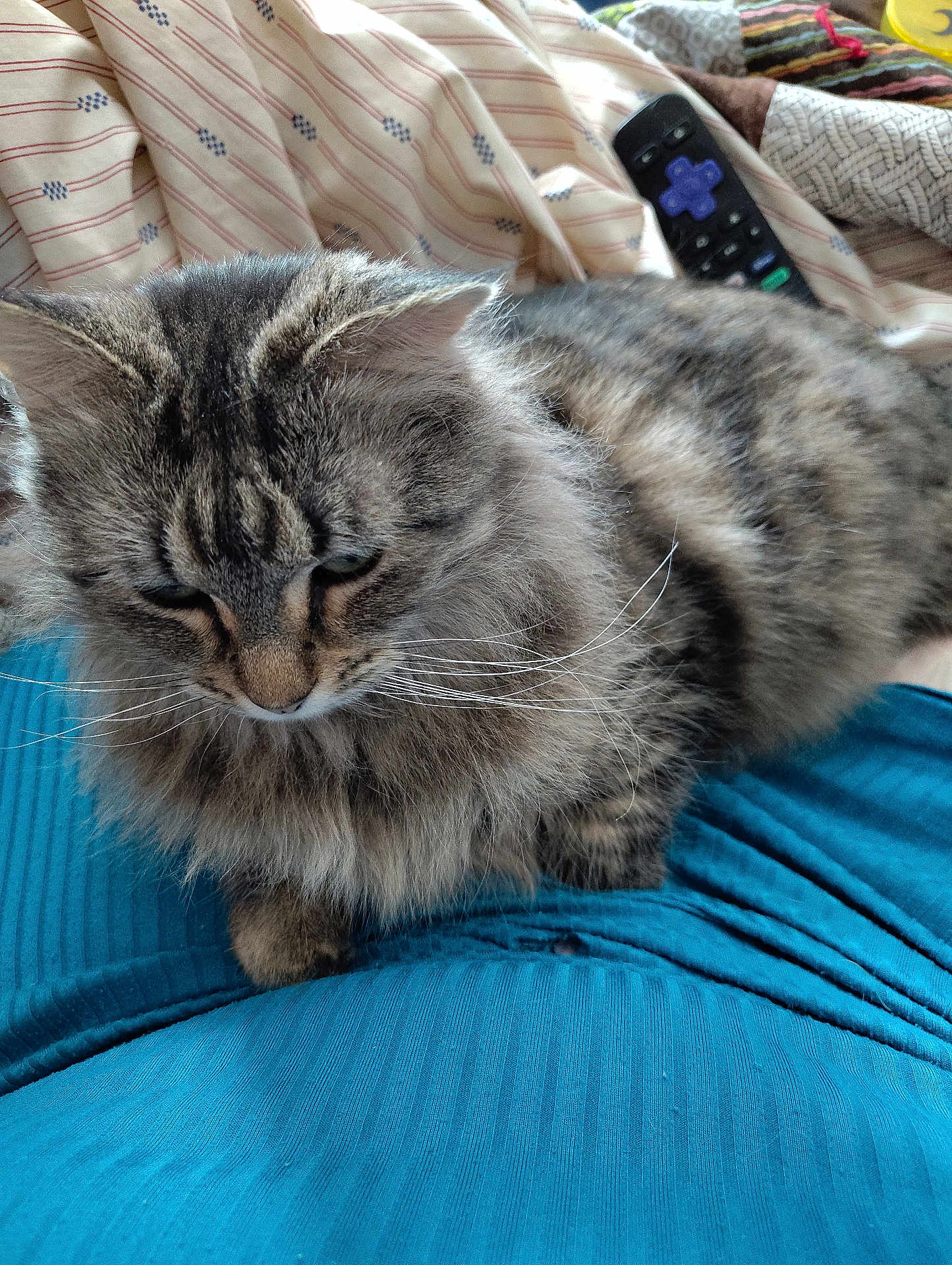 Piper