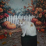 Penelope a rejoint le concours — aidez-le/la à gagner de superbes lots ! cat, white_cat, orange_spots, stool, pumpkins, autumn, fall_leaves, mushrooms, white_picket_fence, roses, flowers, decorations, indoor, fluffy_fur, sitting, pet, holiday_theme, background, orange, nature_theme