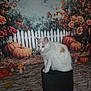 cat, white_cat, orange_spots, stool, pumpkins, autumn, fall_leaves, mushrooms, white_picket_fence, roses, flowers, decorations, indoor, fluffy_fur, sitting, pet, holiday_theme, background, orange, nature_theme