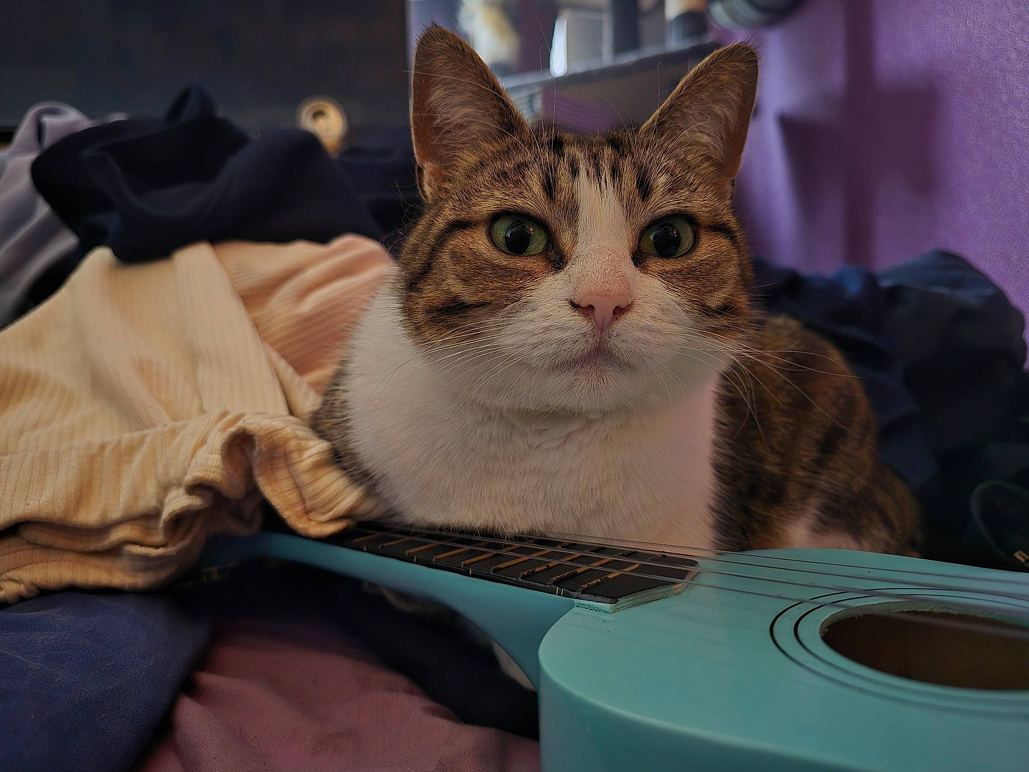 Tilly is registered to the contest to win money with this photo: box, carnivore, cat, cat_supply, comfort, domestic_short_haired_cat, felidae, fur, linens, output_device, paw, sitting, small_to_medium_sized_cats, snout, whiskers