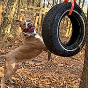 Tank is registered to the contest to win money with this photo: active, animal, brown, collar, dog, ears_up, fence, fun, happy, leaves, nature, outdoor, pet, playful, sunlight, tire_swing, tongue_out, tree, white, woods