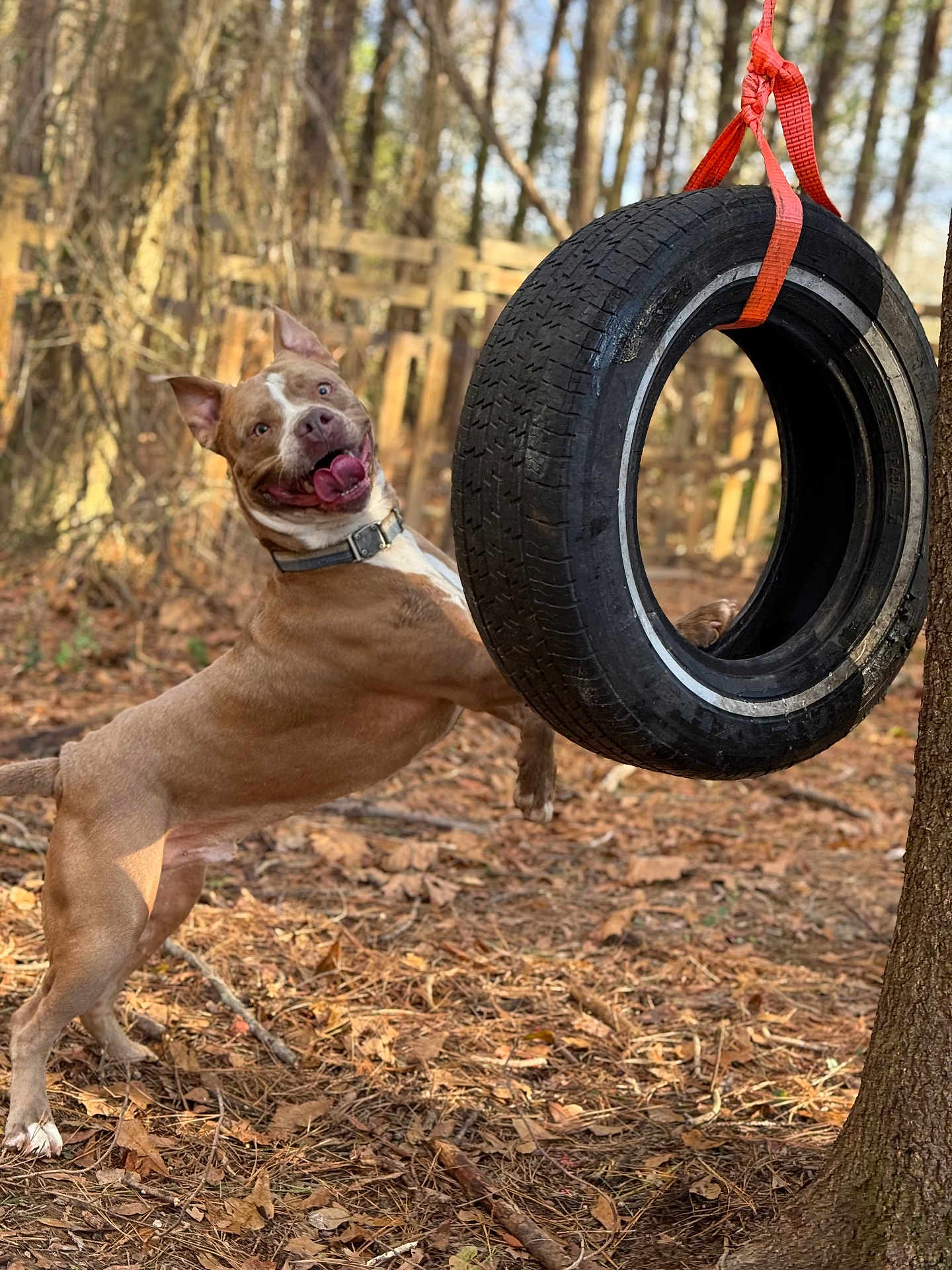 Tank